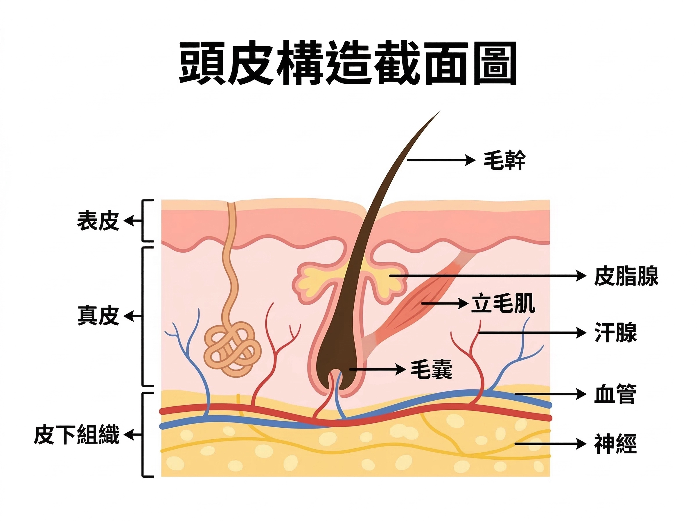 頭皮皮膚結構示意圖,顯示皮脂腺與汗腺是不同系統